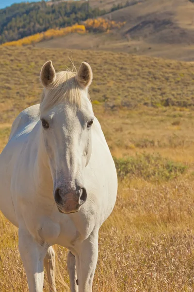 Beyaz atın — Stok fotoğraf