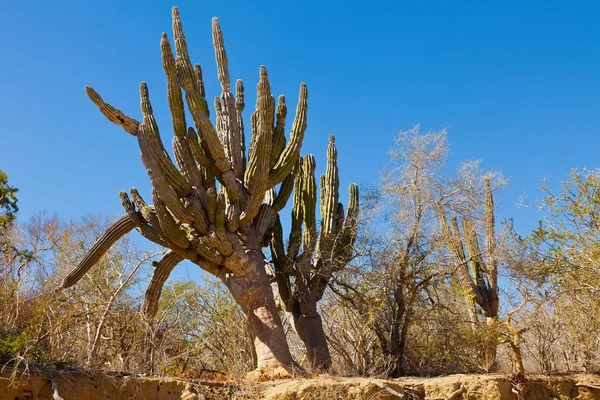 Kaktus i Mexiko — Gratis stockfoto