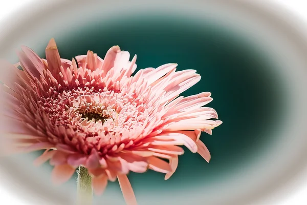 Abstracte roze daisy — Gratis stockfoto