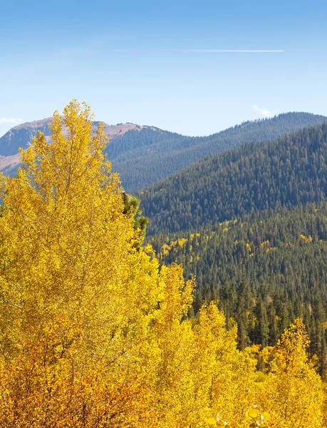 Colorado aspen träd och bergsutsikt — Gratis stockfoto