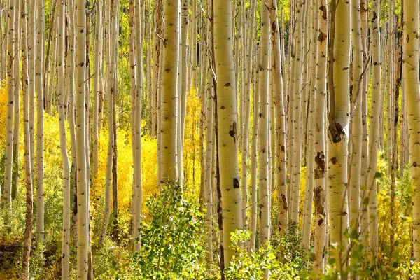 Złoty osika drzewa jesienią — Zdjęcie stockowe
