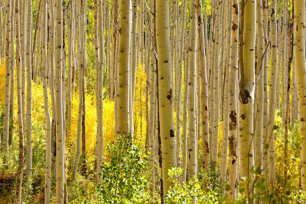 Golden Aspen Trees in Autumn