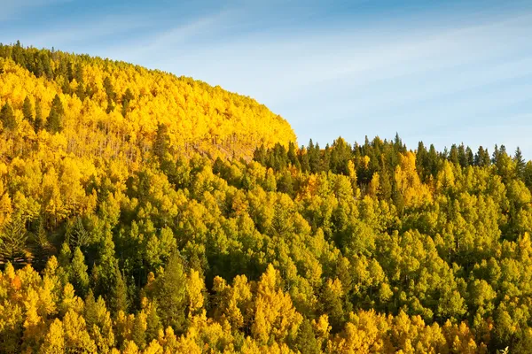 Montaña de los árboles de Aspen en otoño — Foto de stock gratuita