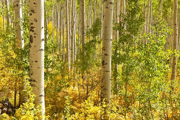 Aspen fák Colorado — Stock Fotó