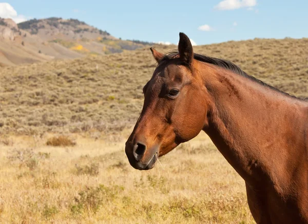 Chestnut Brown Horse — Stock Photo, Image