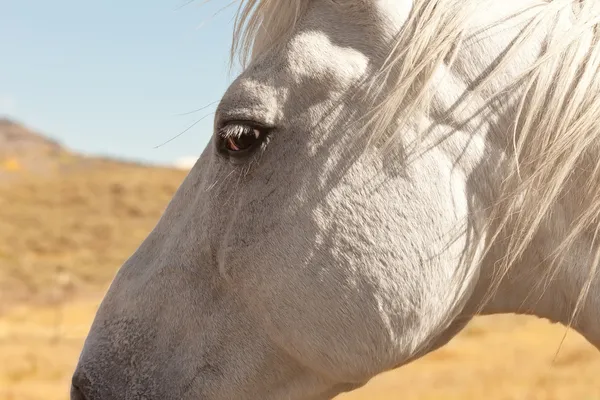 Caballo blanco — Foto de stock gratuita