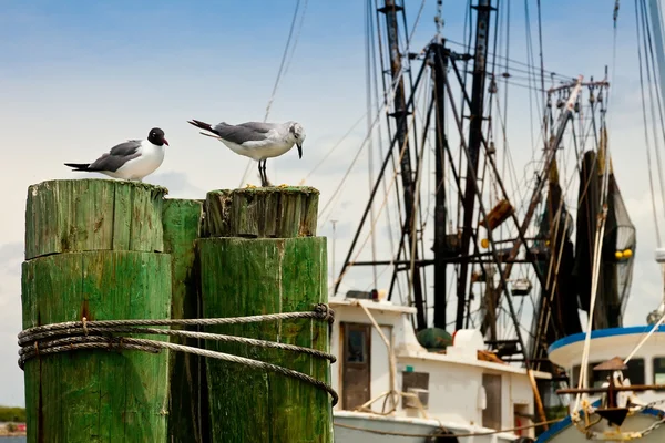 海鸥在钓鱼码头 — 图库照片