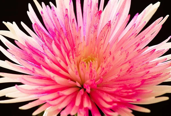 Roze en witte chrysant — Stockfoto