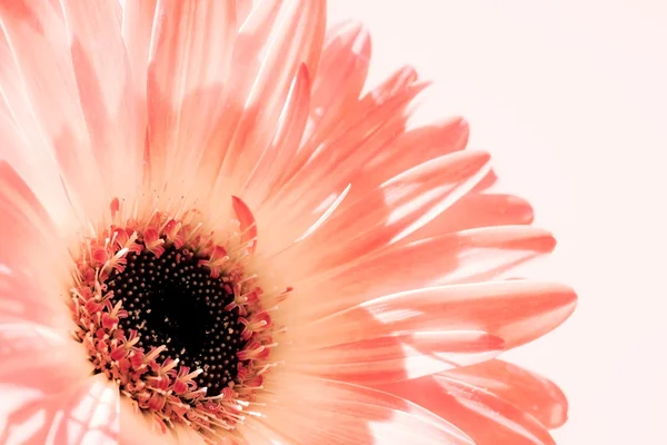 Zachte roze gerber daisy — Stockfoto