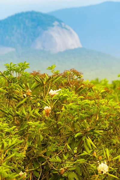 Mirando roca de cristal detrás de Rhododendron — Foto de stock gratis