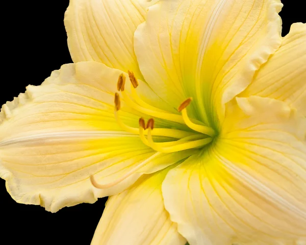 Lírio dia amarelo — Fotografia de Stock