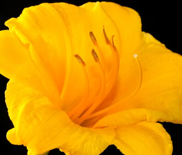 Day Lily — Fotografie, imagine de stoc