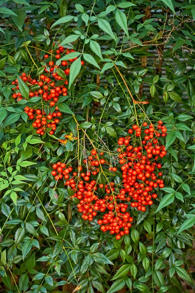 Nandina чагарник — стокове фото