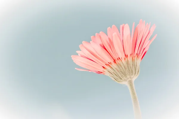 Roșu gerber daisy — Fotografie, imagine de stoc
