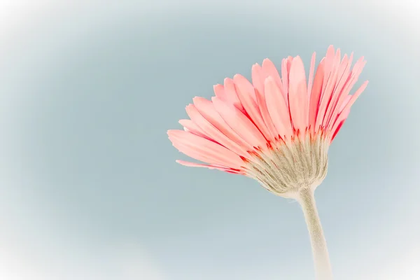 Daisy Gerber vermelho — Fotografia de Stock