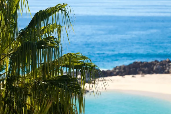 Palmboom met Mexicaanse strand in achtergrond — Stockfoto
