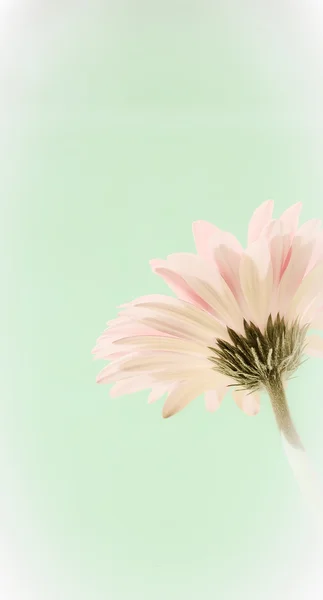 Soft Gerber Daisy — Fotografie, imagine de stoc