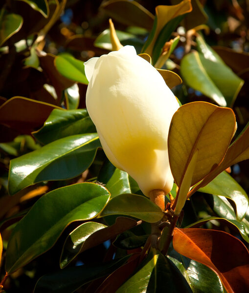 Beautiful Florida Magnolia Flower
