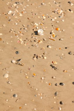 Deniz kabukları birçok çeşitleri ile kumlu plaj