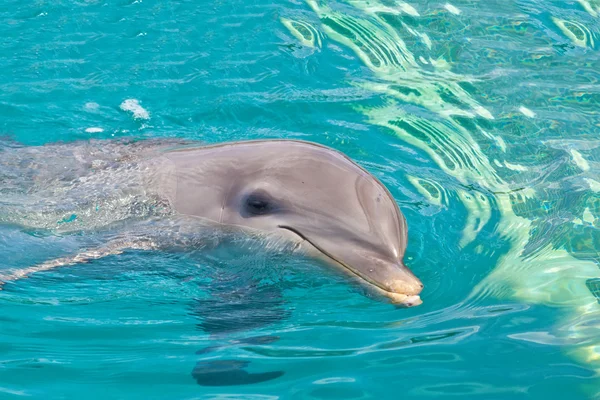 Dolphin — Stock Photo, Image