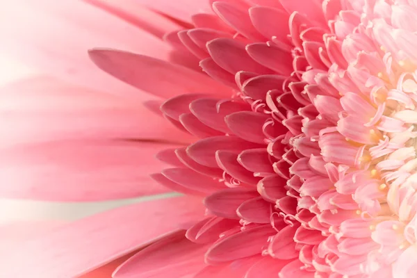 Roz gerber daisy — Fotografie, imagine de stoc