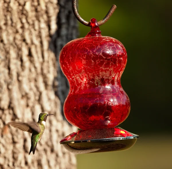 Hummingbird — Stock Photo, Image