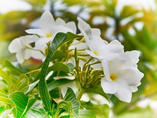 Tropical Flower — Stock Photo, Image