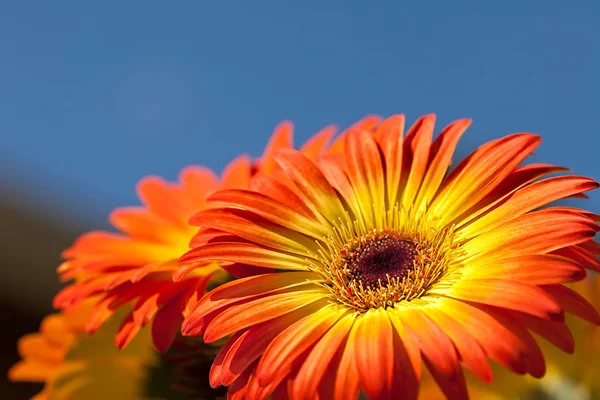 Gerber Gänseblümchen — Stockfoto