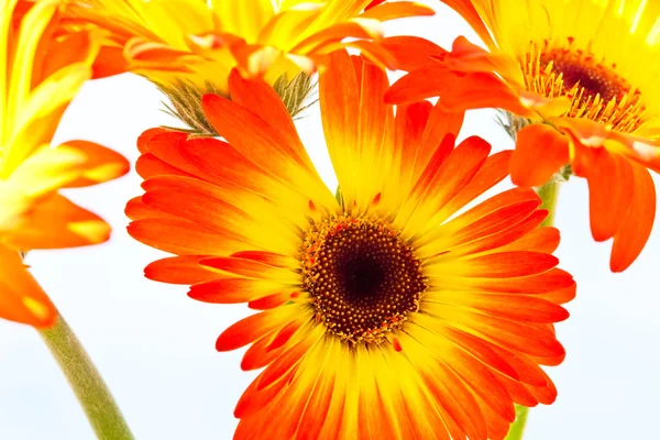 Daisy Power — Stockfoto