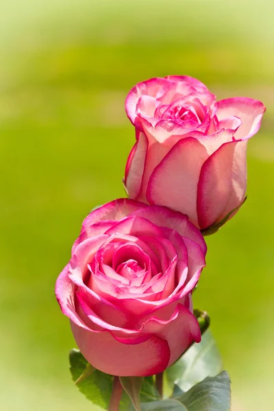 Par de rosas — Fotografia de Stock