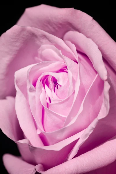 Rose ! — Photo