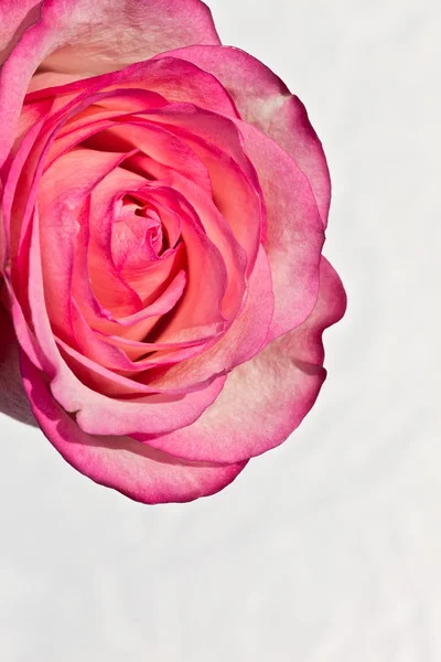 Rose ! — Photo