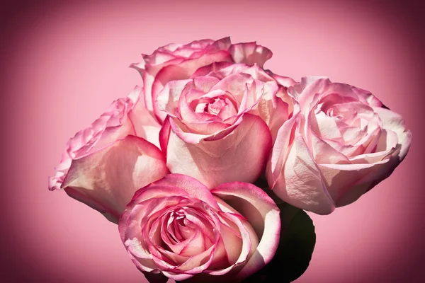 Roze rozen — Stockfoto