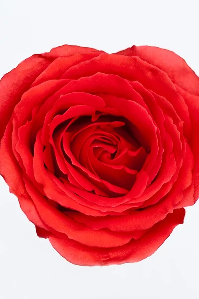 Rose — Stock Photo, Image