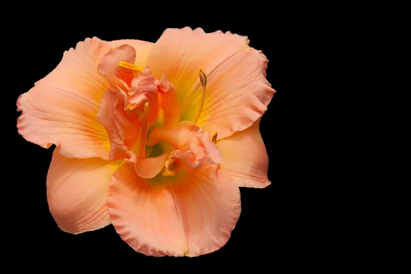 Peach Day Lily — Stock Photo, Image