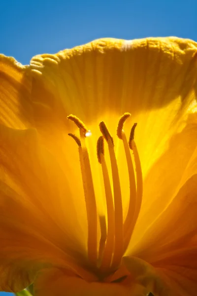 Žlutá lilie den — Stock fotografie