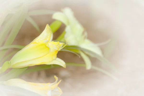 Abstract Day Lily