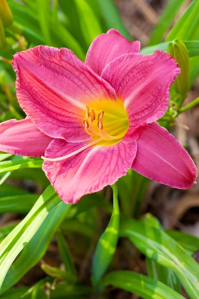 Day Lily — Stock Photo, Image