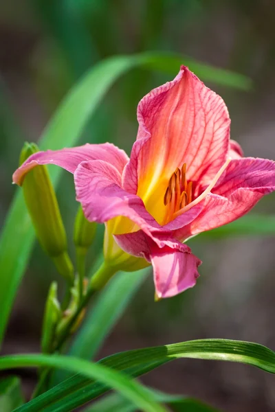 Day Lily — Stock Photo, Image