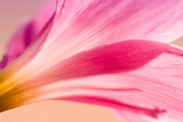 Giorno giglio — Foto Stock