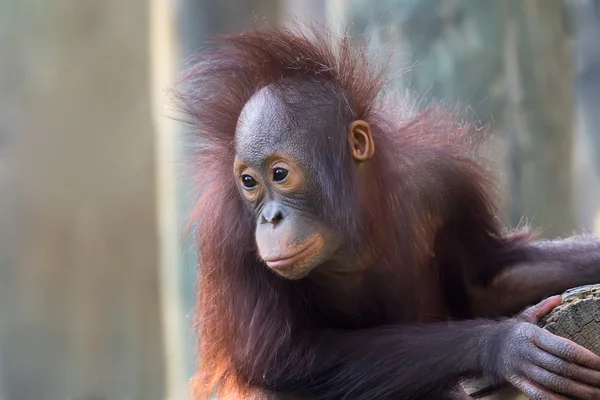 Orangutang — Stockfoto