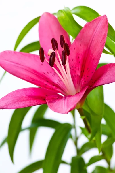 Asiatic Lily — Stock Photo, Image