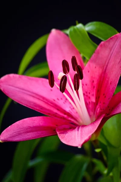 Asiatic Lily — Stock Photo, Image