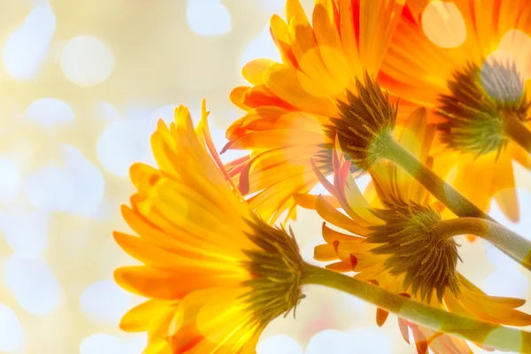 Gerber daisies — Stok fotoğraf