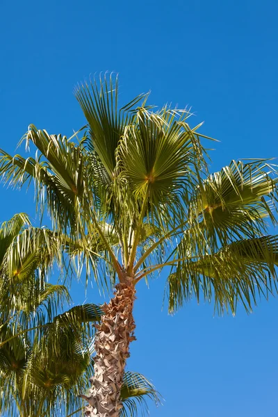 Palm Tree Stock Picture