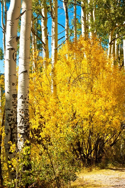 Gyllene aspen träd — Stockfoto