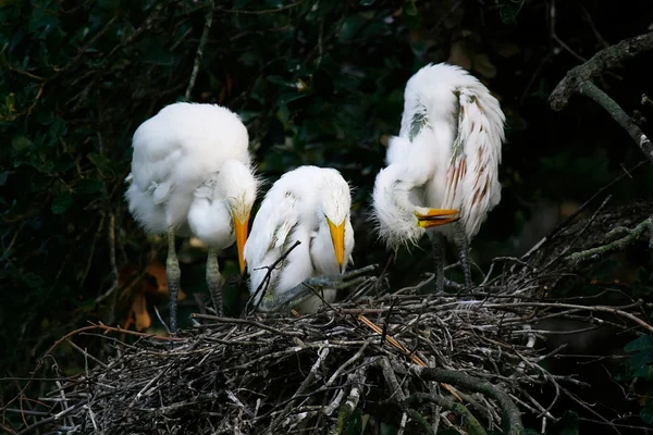 Reiher-Küken — Stockfoto