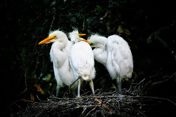 Great White Egrets — Stock Photo, Image