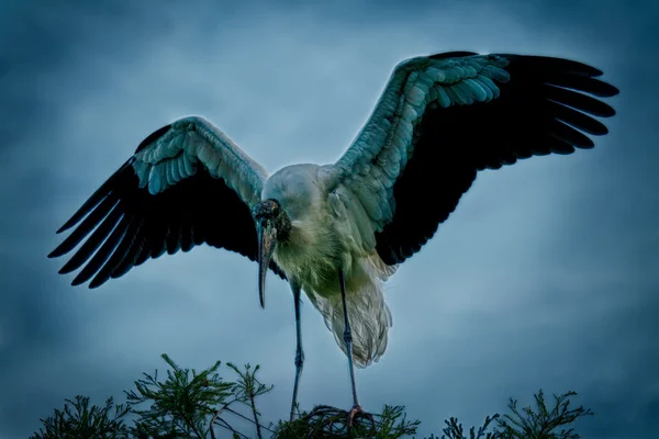 Wood Stork — Stock Photo, Image