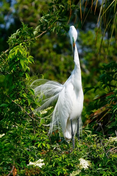 Great White Egrets — Stock Photo, Image